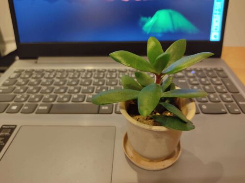 desk-plant